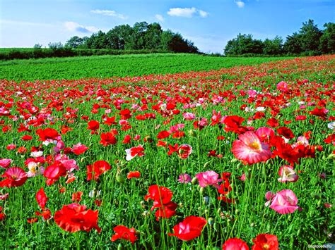 “Las flores del campo”, romanttinen kuvaus Meksikon maaseudun kauneudesta!